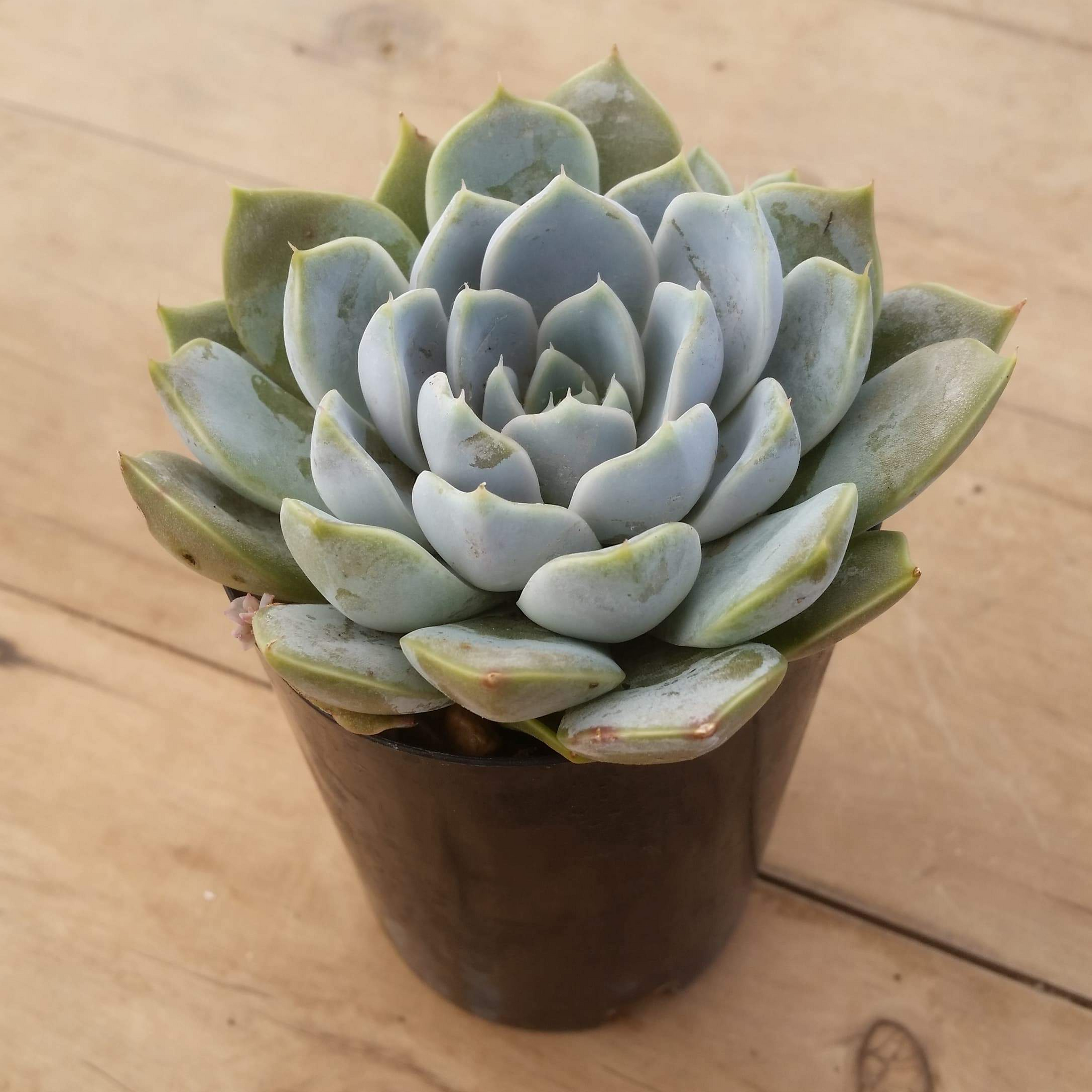 snow bunny succulent Echeveria Snow Bunny – Mick's Succulents