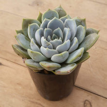 Load image into Gallery viewer, Echeveria Snow Bunny