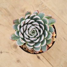 Load image into Gallery viewer, Echeveria Violet Queen