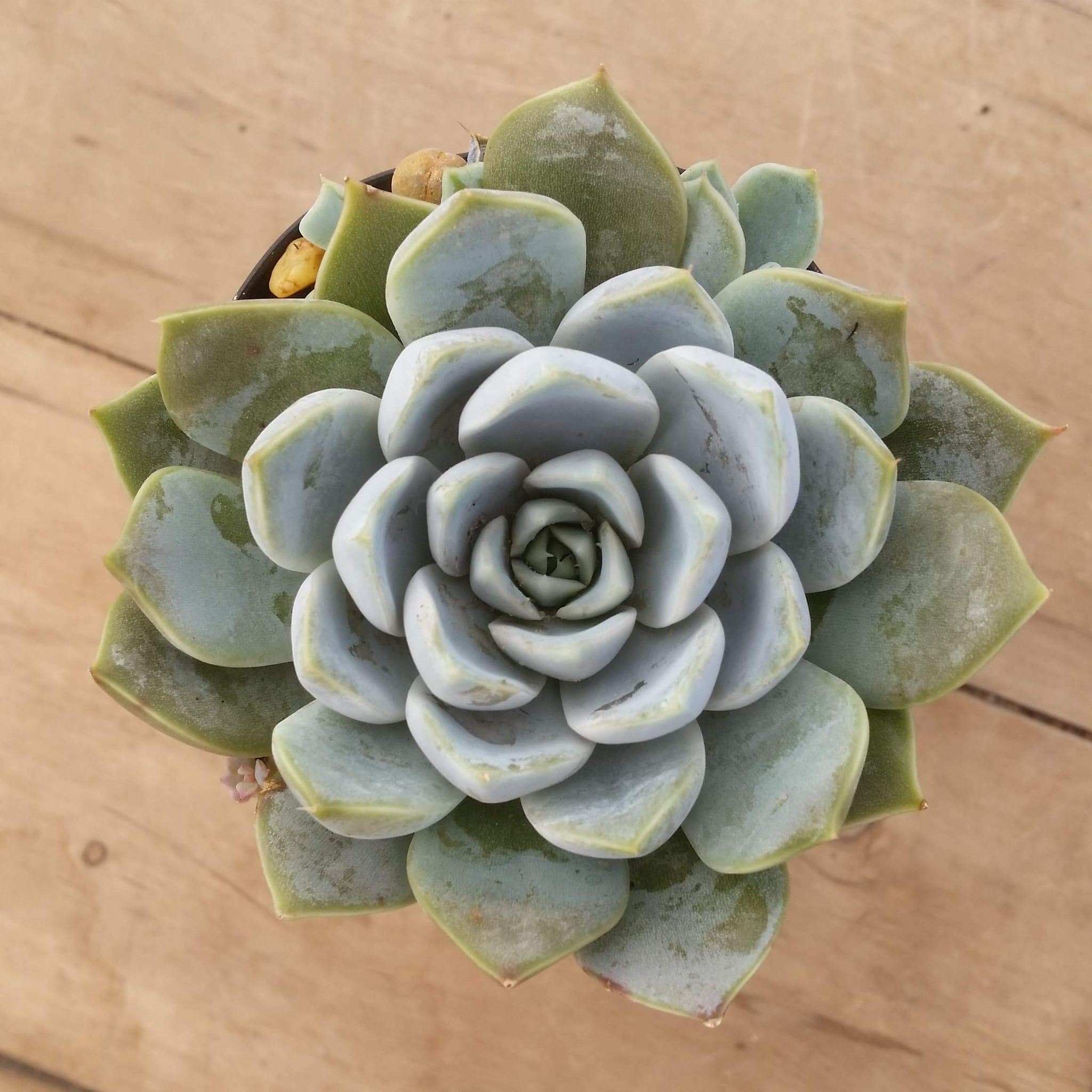 snow bunny succulent Echeveria Snow Bunny – Mick's Succulents