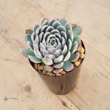 Load image into Gallery viewer, Echeveria Violet Queen