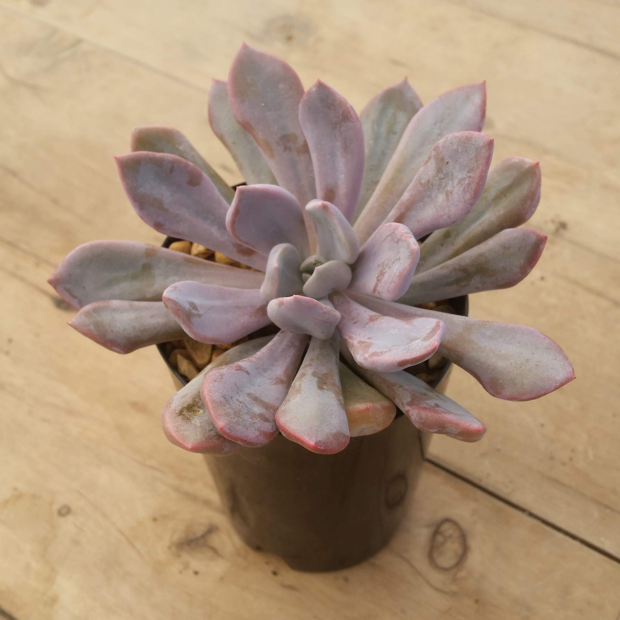 topsy debbie succulent Graptoveria Topsy Debbi – Mick's Succulents