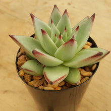 Load image into Gallery viewer, Echeveria agavoides Ebony