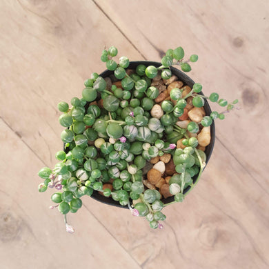 Senecio String of Pearls - Variegated