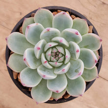 Load image into Gallery viewer, Echeveria chihuahuaensis