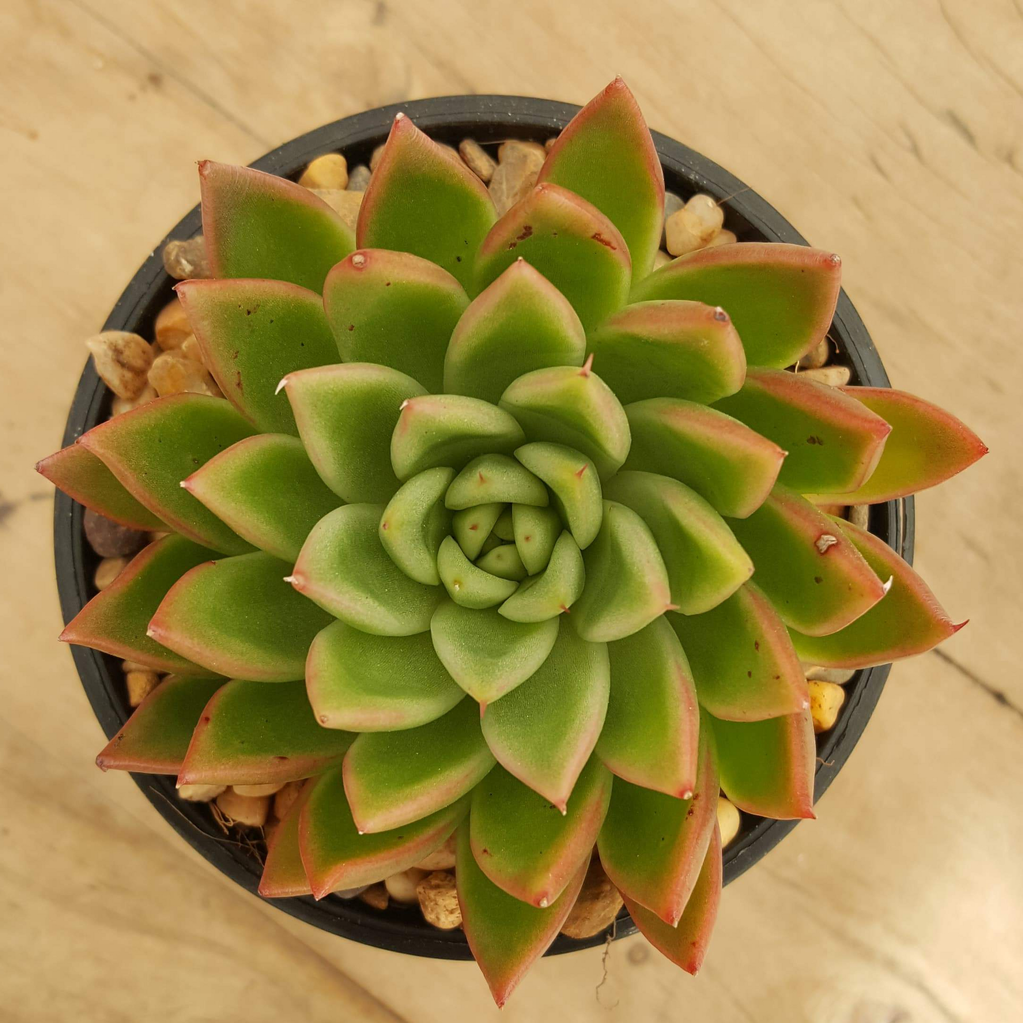 gilva succulent Echeveria Red Gilva – Mick's Succulents
