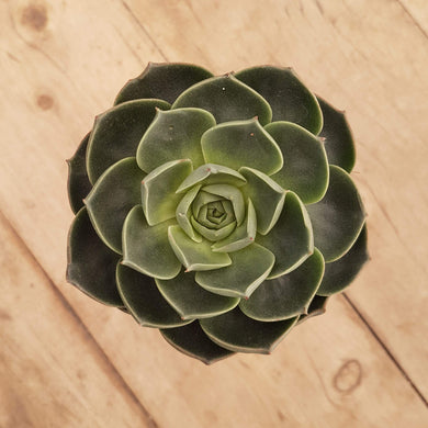 Echeveria longissima