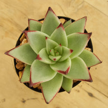 Load image into Gallery viewer, Echeveria agavoides Ebony