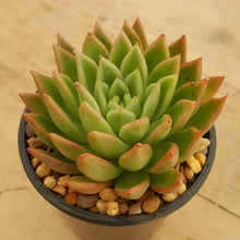 Load image into Gallery viewer, Echeveria Red Gilva