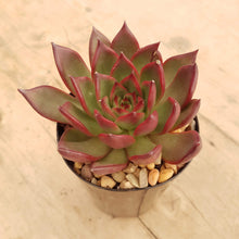 Load image into Gallery viewer, Echeveria agavoides Benimusume