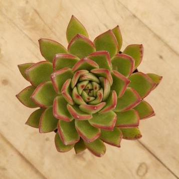 Echeveria Red Tips  Mick's Succulents
