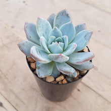 Load image into Gallery viewer, Echeveria Monroe