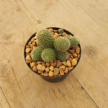 Load image into Gallery viewer, Rebutia Yellow