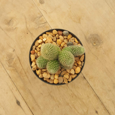 Rebutia Yellow