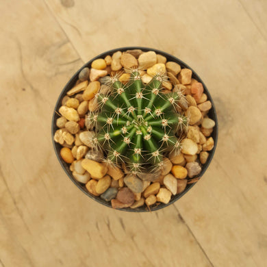 Echinopsis oxygona