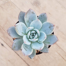 Load image into Gallery viewer, Echeveria Monroe