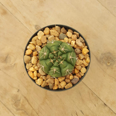 Gymnocalycium White