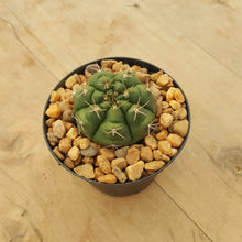 Load image into Gallery viewer, Gymnocalycium White