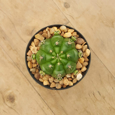 Gymnocalycium Pale Pink