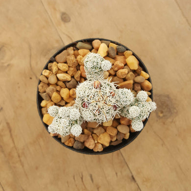 Mammillaria gracilis