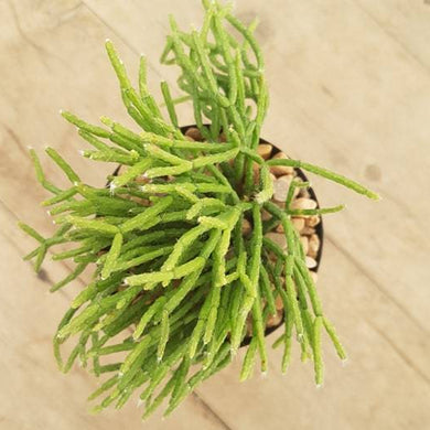 Rhipsalis cereuscula