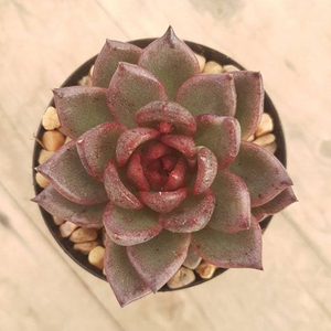 blood rose succulent Echeveria agavoides Blood Maria – Mick's Succulents