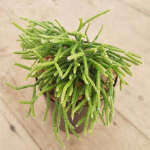 Load image into Gallery viewer, Rhipsalis cereuscula