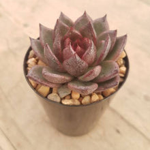 Load image into Gallery viewer, Echeveria agavoides Blood Maria