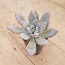 Load image into Gallery viewer, Graptoveria Opalina