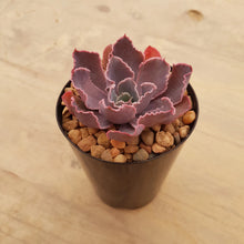 Load image into Gallery viewer, Echeveria Neon Breakers