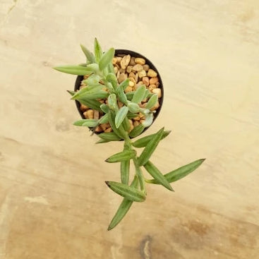 Senecio radicans 'Fish Hook'