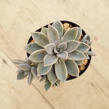 Load image into Gallery viewer, Graptoveria Rose Queen