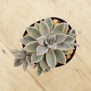 rose queen succulent Graptoveria Rose Queen – Mick's Succulents