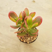 Load image into Gallery viewer, Crassula Hummels Sunset