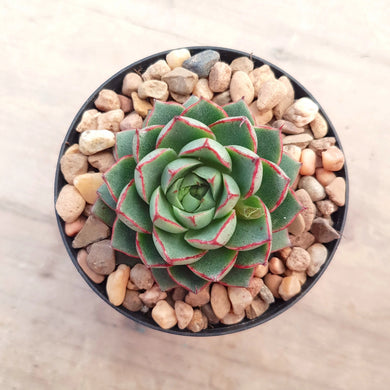 Echeveria Shamrock