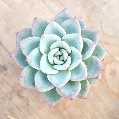 Echeveria Ghost