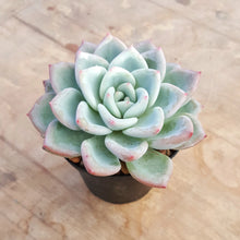 Load image into Gallery viewer, Echeveria Ghost