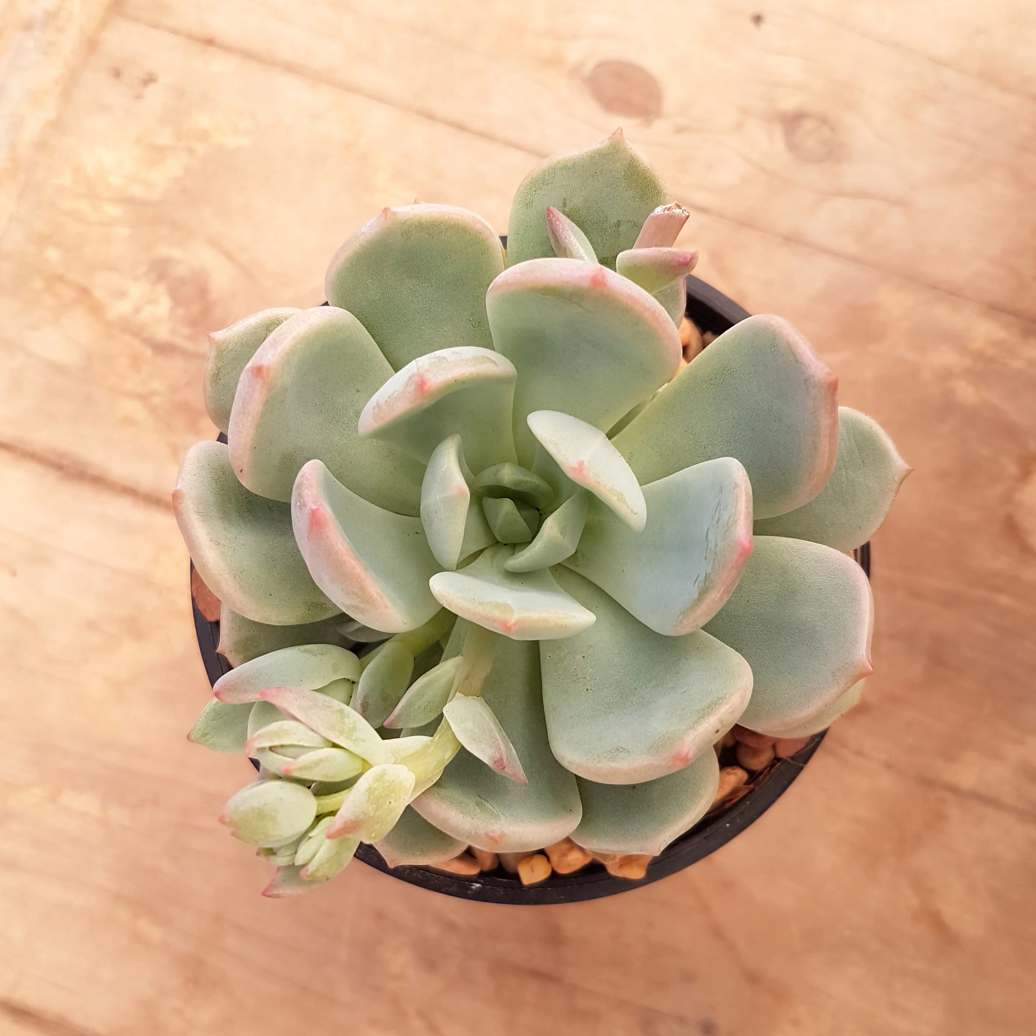 graptoveria moonglow succulent Graptoveria A Grim One (aka Moonglow) – Mick's Succulents
