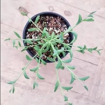 Senecio String of Dolphins