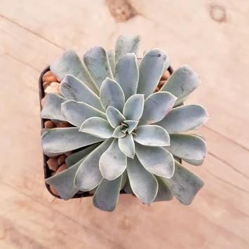 Echeveria Fantastic Fountain