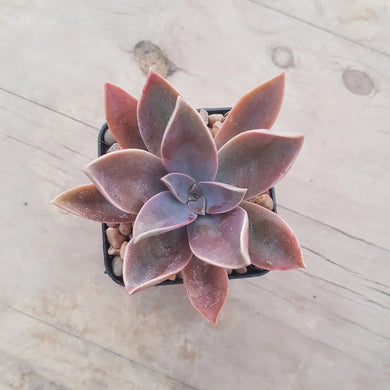 Graptoveria Fred Ives