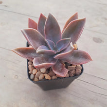 Load image into Gallery viewer, Graptoveria Fred Ives