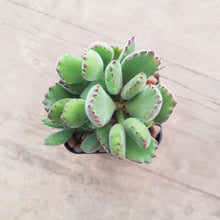 Load image into Gallery viewer, Cotyledon tomentosa Bear&#39;s Paw