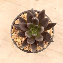 Load image into Gallery viewer, Echeveria Black Knight