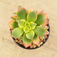Load image into Gallery viewer, Aeonium Tricolour