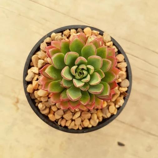 darley dale succulent Sedeveria Darley Dale – Mick's Succulents