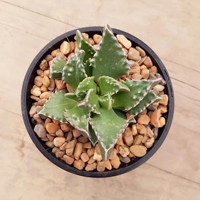 Faucaria Sea Dragon