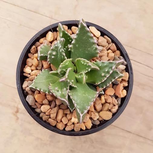 sea dragon succulent Faucaria Sea Dragon – Mick's Succulents