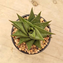 Load image into Gallery viewer, Haworthia limifolia Twister