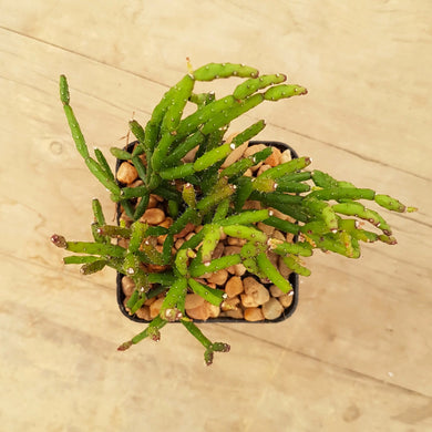 Rhipsalis salicornioides